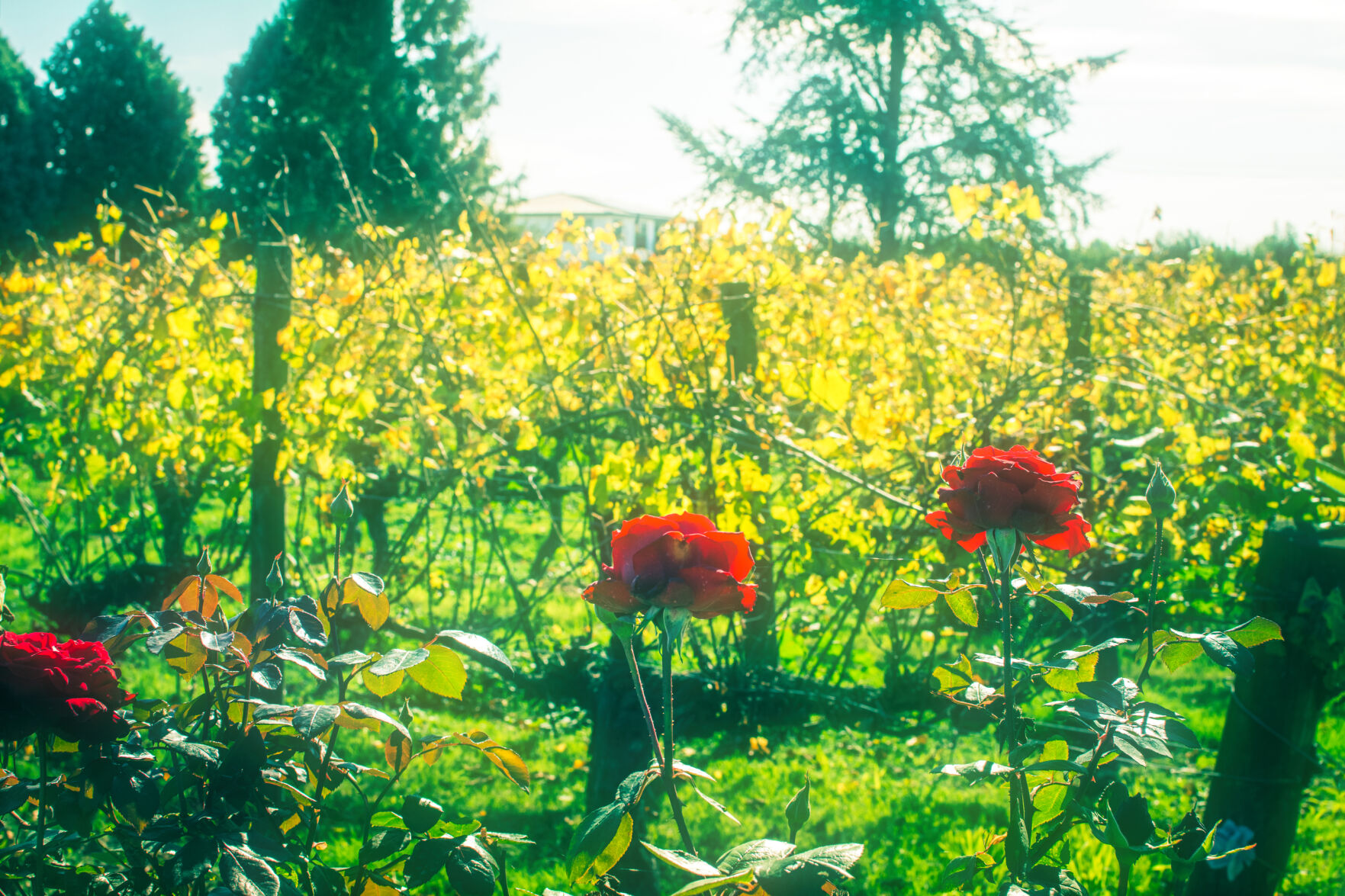 Master Gardeners of Napa County: Why plant roses in the grapevines?